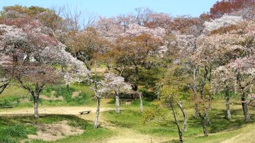 <Web割対象商品>【キングツアーバス旅】国指定 天然記念物「桜川のサクラ」&筑波山ロープウェイ 茨城県の「いばらキッス」いちご狩り食べ放題♪〔多摩センター・聖蹟桜ヶ丘発〕1
